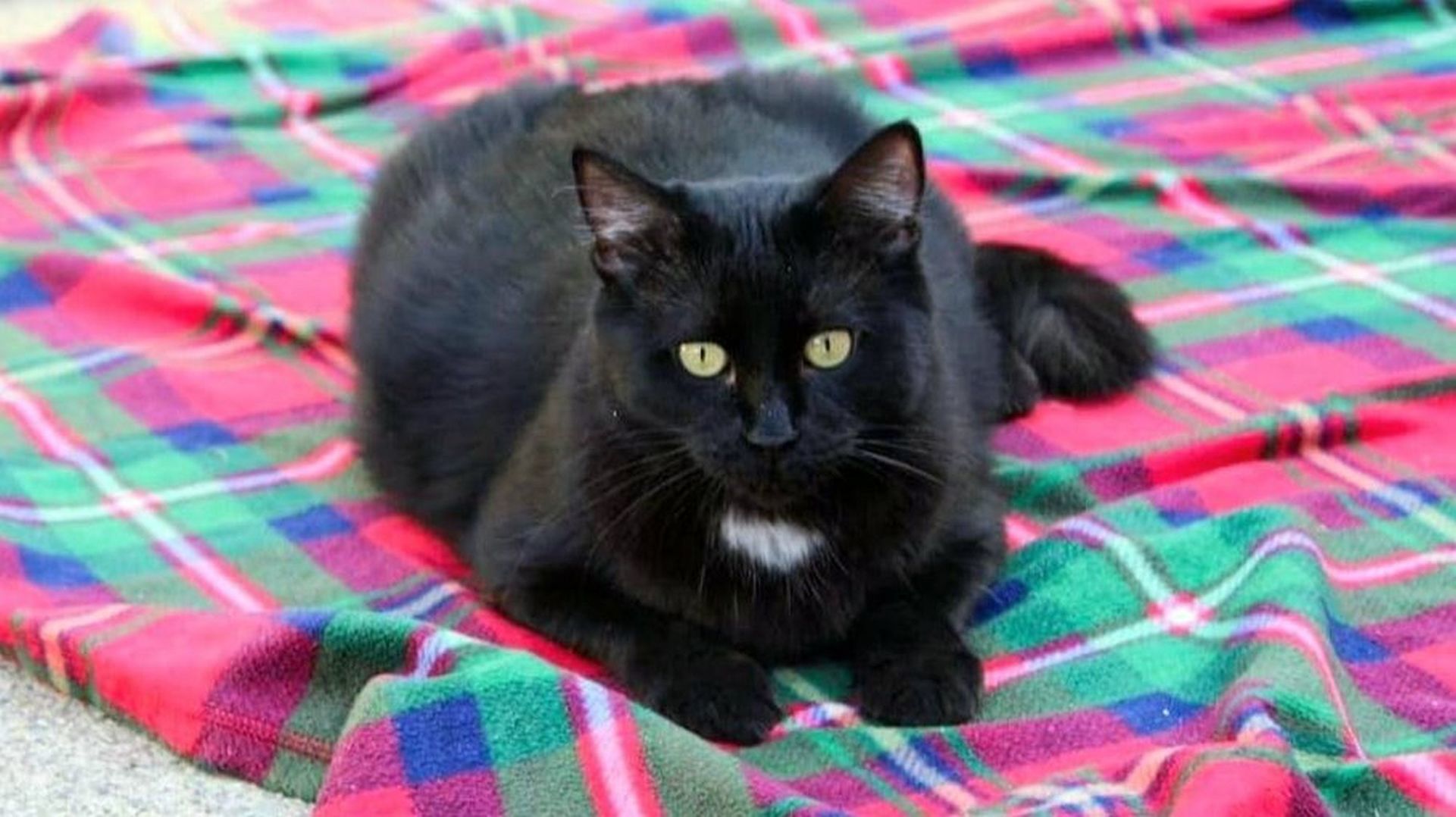 Adopt a Pet | Gracie